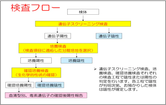 検査のフロー図　遺伝子検査→培養検査→確認培養検査